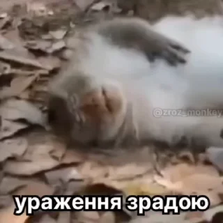 🌟 emoji Зрада, іпсо та нахрюки Telegram sticker 13 of 30