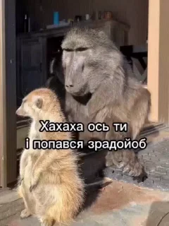 🌟 emoji Зрада, іпсо та нахрюки Telegram sticker 3 of 30