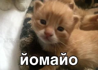 🌟 emoji kotiki Telegram sticker 17 of 72