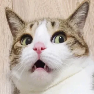 😦 emoji Video Favorite stickers Telegram sticker 24 of 50