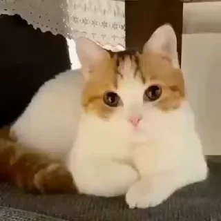 🐈 emoji Video Favorite stickers Telegram sticker 19 of 50