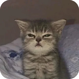 Sticker from Котик тут