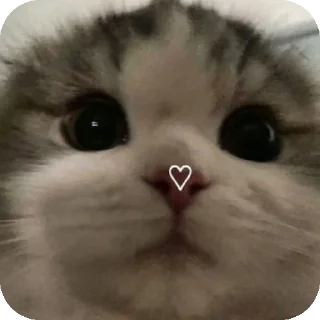 Sticker from Котик тут