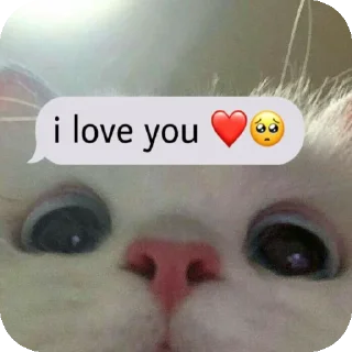 Sticker from Котик тут