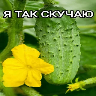 Sticker from ОДИНОЧЕСТВО