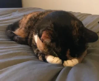 Sticker from Милі котики