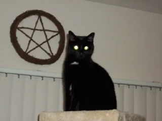Sticker from Милі котики