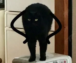 Sticker from Милі котики