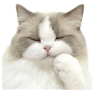 Sticker from кисики