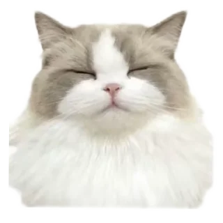 Sticker from кисики