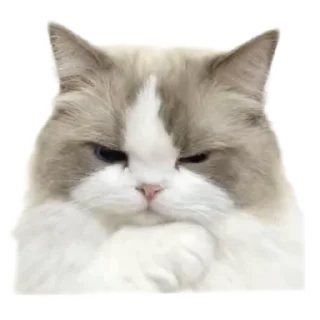Sticker from кисики