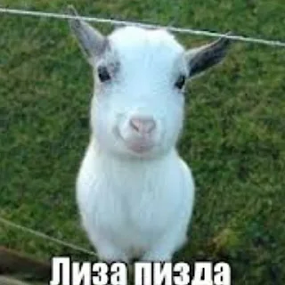 🐐 emoji роднули Telegram sticker 9 of 20