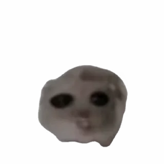 🐹 emoji Salo stole your sticker Telegram sticker 11 of 52