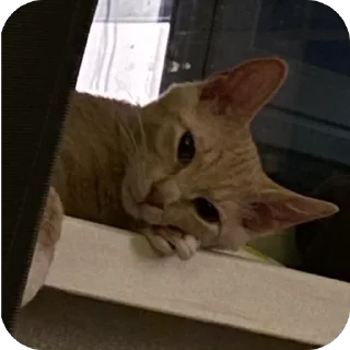 🫥 emoji взз за тсвдваджыдыжв Telegram sticker 23 of 85