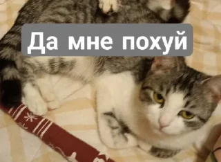 ☺ emoji СонькаАгро Telegram sticker 14 of 15