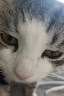 😞 emoji СонькаАгро Telegram sticker 5 of 15