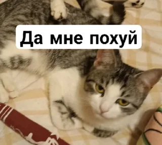 😡 emoji СонькаАгро Telegram sticker 13 of 15