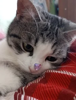 😀 emoji СонькаАгро Telegram sticker 11 of 15