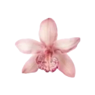 🌸 emoji Pinky aesthetics Telegram sticker 20 of 120