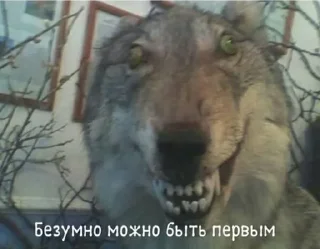 Sticker from #Мемчик