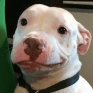 🙂 emoji Халвуша Telegram sticker 23 of 120