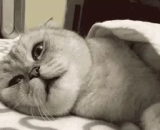 😑 emoji Grateful Apricot Swift Telegram sticker 24 of 29