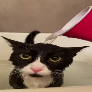 🐈 emoji Данил пендос by:@IhateNword Telegram sticker 12 of 48