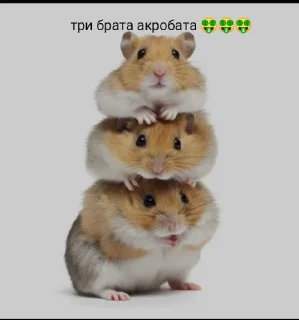Sticker from Хома @TgEmodziBot
