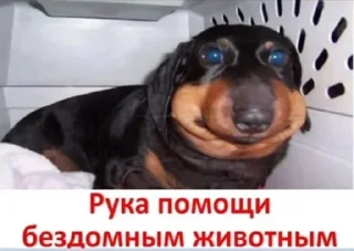 Sticker from мама лошевича