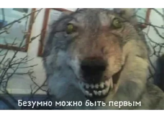 🐺 emoji VPN 👉 @gptVPNrbot Telegram sticker 16 of 87