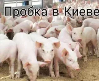 🐽 emoji VPN 👉 @gptVPNrbot Telegram sticker 13 of 87