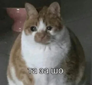 😿 emoji VPN 👉 @gptVPNrbot Telegram sticker 6 of 87