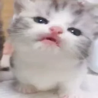😛 emoji амнезюша🙇🏼‍♀️❤️ Telegram sticker 23 of 98