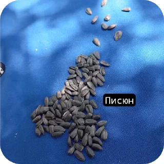 Sticker from Спортивна країна бб