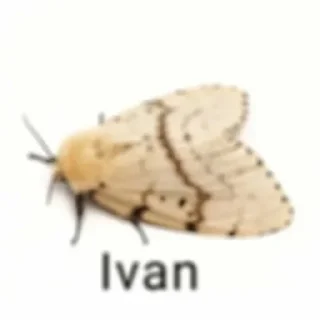 🪲 emoji басаношки Telegram sticker 24 of 109