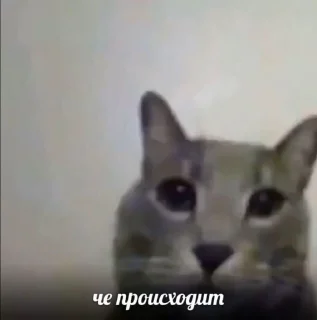🌟 emoji хуйлуши Telegram sticker 24 of 50