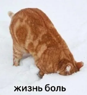 Sticker from Кисики