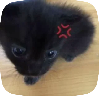 Sticker from 🐈‍⬛️𝙺𝚘𝚝𝚢𝚊𝚝𝚊 @satzwru
