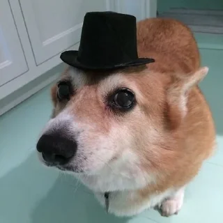 Sticker from meme animal