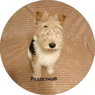 Sticker from Вкусняшка) @BR0DYACH1Y_ART1ST