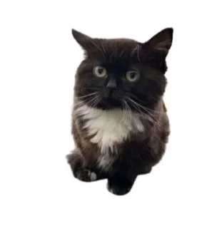 🐱 emoji Чмоня Telegram sticker 14 of 29