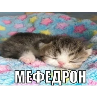Sticker from ева всегда права