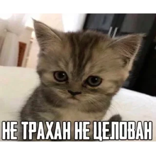 Sticker from ева всегда права
