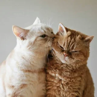 💕 emoji Обнимашки-целовашки :з Telegram sticker 17 of 120