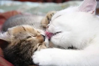 💕 emoji Обнимашки-целовашки :з Telegram sticker 5 of 120