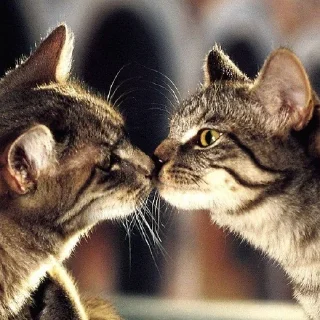 💕 emoji Обнимашки-целовашки :з Telegram sticker 8 of 120