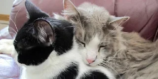 💕 emoji Обнимашки-целовашки :з Telegram sticker 10 of 120