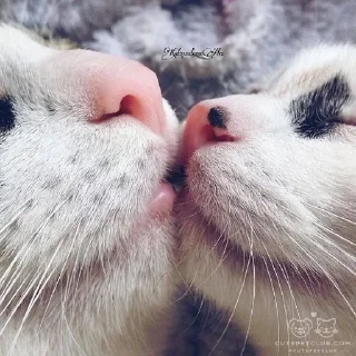 💕 emoji Обнимашки-целовашки :з Telegram sticker 16 of 120