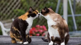 💕 emoji Обнимашки-целовашки :з Telegram sticker 24 of 120