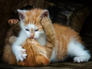 💕 emoji Обнимашки-целовашки :з Telegram sticker 12 of 120